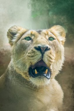 Ağzı açık ve yeşil gözlü görkemli Afrikalı dişi aslan. 