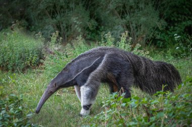 Dev karıncayiyen, yemyeşil bir ormanda yiyecek arıyor.