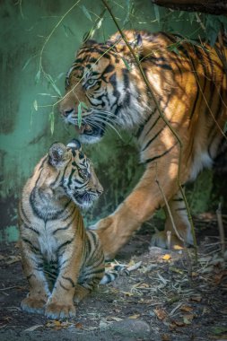Nesli tükenmekte olan Sumatra kaplanı ve yavrusu B ile bir ormanda dinleniyor.