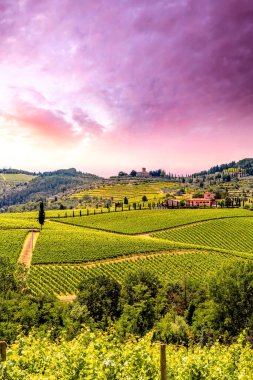Üzüm bağları olan Toskana 'nın güzel manzarası 