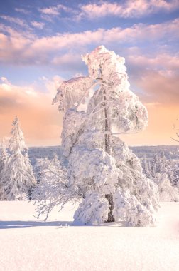 Güzel kış harikası Kara Orman, Almanya 
