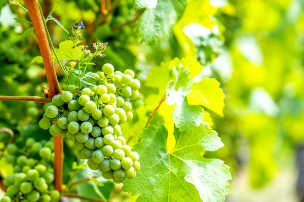 Vineyard, grapevines, Ruedesheim, Germany 