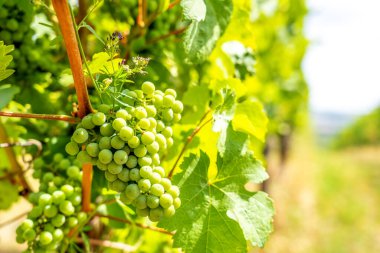 Vineyard, Rdesheim, Rheingau, Germany