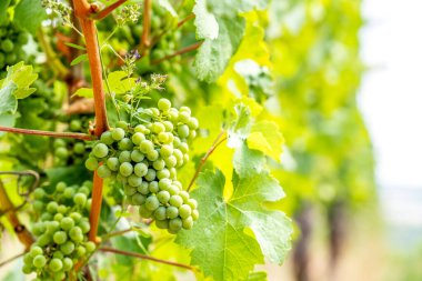 Vineyard, Rdesheim, Rheingau, Germany