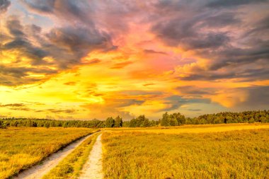 Lueneburg Heide, Landscape, Germany 