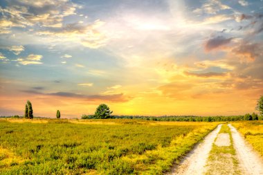 Lueneburg Heide, Landscape, Germany 