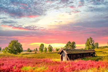 Lueneburg Heide, Landscape, Germany 