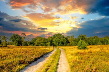 Lueneburg Heide, Landscape, Germany 
