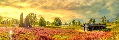 Lueneburg Heide, Landscape, Germany 