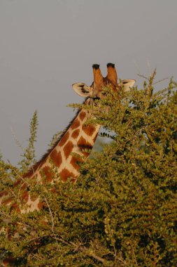 Namibya Etosha Milli Parkı 'nda gün batımında savanın çalılarında saklanan ve yaprakları yiyen benekli güzel bir zürafa..