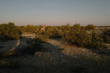 Namibya Etosha Milli Parkı 'nda şafak vakti savanda yürüyen benekli güzel bir zürafa..