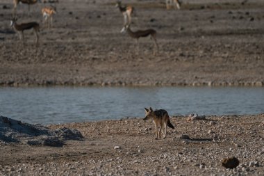 Çakal su birikintisinin yanında duruyor ve bir grup yay sıçanı gibi Namibya Etosha Milli Parkı 'ndaki savanadaki su birikintisinden su içmelerini izliyor..