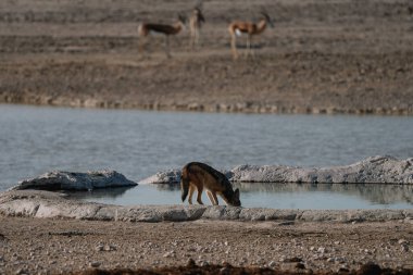 Çakal, Namibian Etosha Milli Parkı 'ndaki savananın yakınındaki su birikintisinde içiyor..