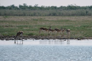 Namibian Etosha Milli Parkı 'ndaki savanadaki su birikintisinde su içen bir grup güzel yay sıçanı..