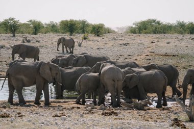 Namibya Etosha Milli Parkı 'ndaki bozkırda banyo yapan ve içen bir grup fil..