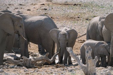 Namibya Etosha Milli Parkı 'ndaki bozkırda banyo yapan ve içen bir grup fil..