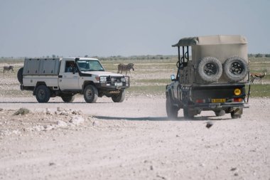 Etosha, Namibya. 27 Nisan 2024: Yoldan geçen iki araba, yol kenarında yürüyen iki zebra ve Namibya Etosha Milli Parkı 'ndaki savanda bir yay..
