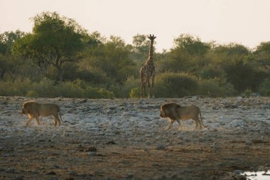 Aslan kardeşler su birikintisinden ayrılıyor ve bir zürafa Namibya 'daki Ulusal Park Etosha' da bekliyor..