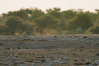 Aslan kardeşler Namibya 'daki Ulusal Park Etosha' daki su birikintisinden ayrılıyorlar..