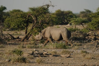 Kara gergedan boynuzu kırık ve kulakları yırtık. Etosha, Namibya 'da bir milli parkta yürüyorlar..