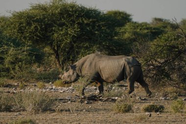 Kara gergedan boynuzu kırık ve kulakları yırtık. Etosha, Namibya 'da bir milli parkta yürüyorlar..