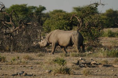 Kara gergedan boynuzu kırık ve kulakları yırtık. Etosha, Namibya 'da bir milli parkta yürüyorlar..