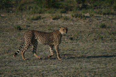 Namibya 'daki Etosha Milli Parkı' nda gün batımında leopar.
