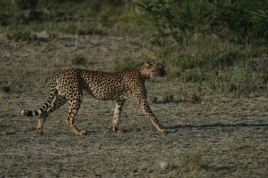 Namibya 'daki Etosha Milli Parkı' nda gün batımında leopar.