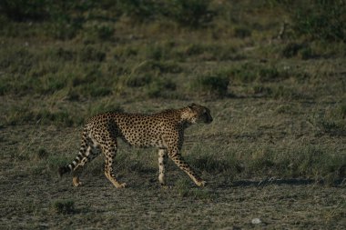 Namibya 'daki Etosha Milli Parkı' nda gün batımında leopar.