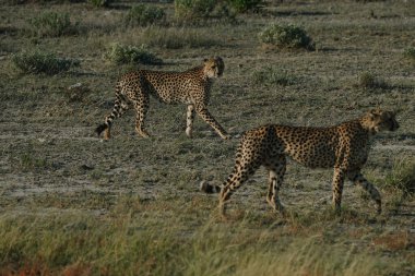 Leopar kardeşler Namibya 'daki Etosha Ulusal Parkı' nda gün batımında yürüyorlar.