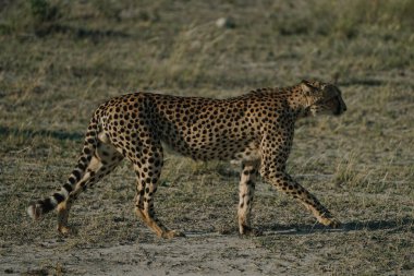 Namibya 'daki Etosha Milli Parkı' nda gün batımında leopar.