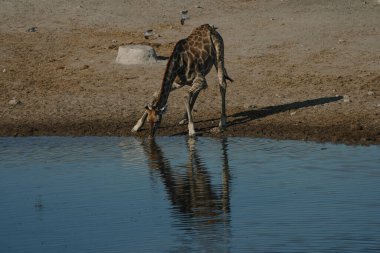 Zürafa, Namibya 'nın Etosha kentindeki bir milli parktaki bir su birikintisinde eğilip su içiyor..