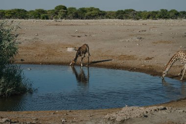 Zürafalar, Namibya 'nın Etosha kentindeki bir milli parktaki bir su birikintisinde eğilip su içiyorlar..