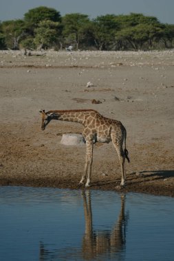 Zürafa, Etosha, Namibya 'daki bir milli parktaki bir su birikintisinde eğiliyor..