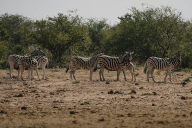 Namibya 'daki Etosha Milli Parkı' ndaki bozkırın çalılarında zebra sürüsü..