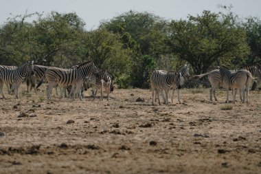 Namibya 'daki Etosha Milli Parkı' ndaki bozkırın çalılarında zebra sürüsü..