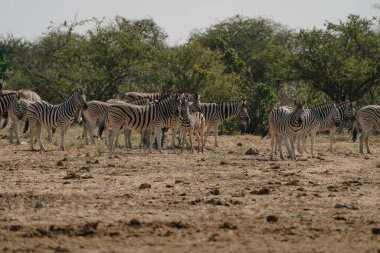 Namibya 'daki Etosha Milli Parkı' ndaki bozkırın çalılarında zebra sürüsü..