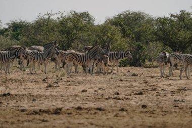 Namibya 'daki Etosha Milli Parkı' ndaki bozkırın çalılarında zebra sürüsü..