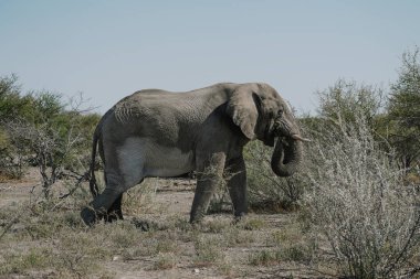 Aggressive male elephant with temporin on his temples (musth) close to a car of tourists in Etosha National park in Namibia. clipart