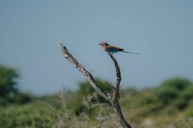 Etosha Milli Parkı, Namibya 'daki şubede oturan leylak göğüslü silindir (Coracias caudatus).