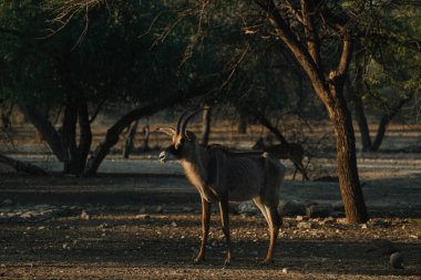 Namibya 'da gün batımında Roan Antilobu.
