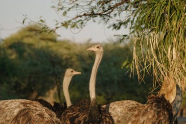 Namibya 'da gün batımında devekuşu kafası.