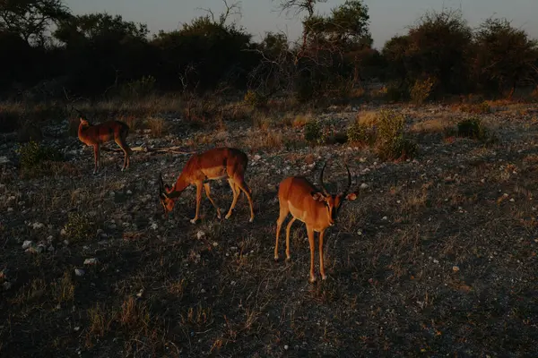 Namibya 'daki Etosha Milli Parkı' nda yol kenarında duran yay böcekleri sürüsü..