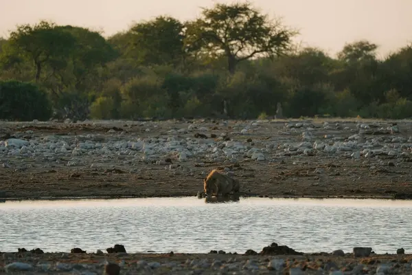 Aslan, Namibya 'daki Ulusal Park Etosha' da sabah su birikintisinde su içiyor..