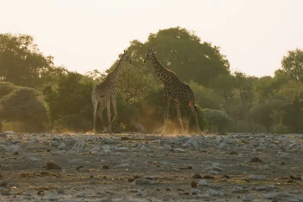 Zürafalar Etosha Ulusal Parkı, Namibya 'da gün batımında yürüyorlar..