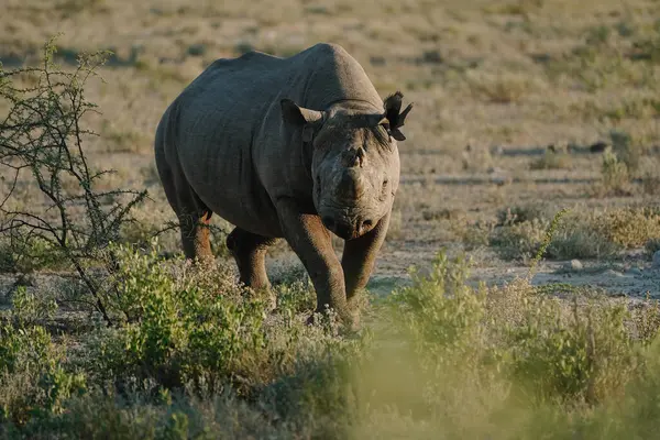 Kara gergedan boynuzu kırık ve kulakları yırtık. Etosha, Namibya 'da bir milli parkta yürüyorlar..