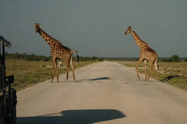 Yoldan geçen zürafalar Namibya 'daki Etosha Ulusal Parkı' nda turistlerle bir arabanın önünde kakalarını yapıyorlar.