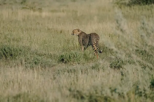 Namibya 'daki Etosha Milli Parkı' nda gün batımında leopar.