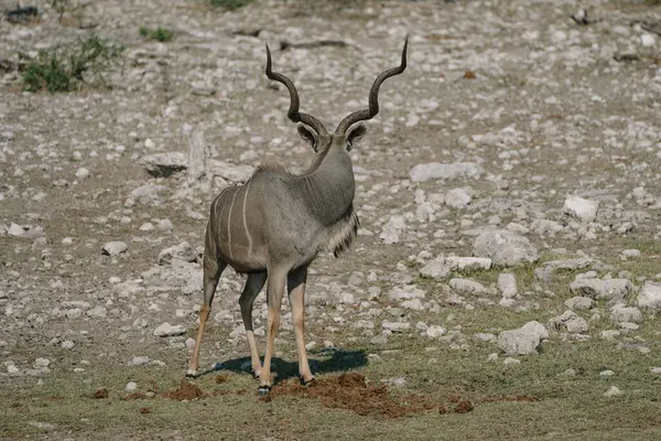 Namibya 'daki Etosha Ulusal Parkı' nda güzel erkek büyük kudu (Tragelaphus strepsiceros).