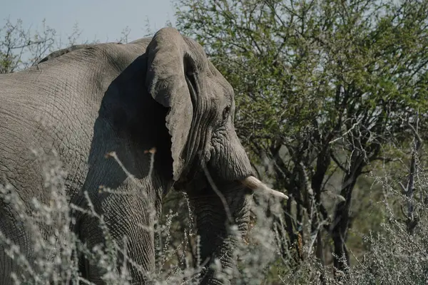 Şakaklarında temporin olan saldırgan erkek fil Namibya 'daki Etosha Ulusal Parkı' nda bir turist arabasına yakın olmalı..